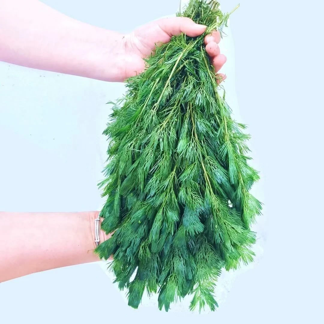 绿菊鱼缸造景装饰新手级真水草好养耐活增氧淡水活体植物阴性净水