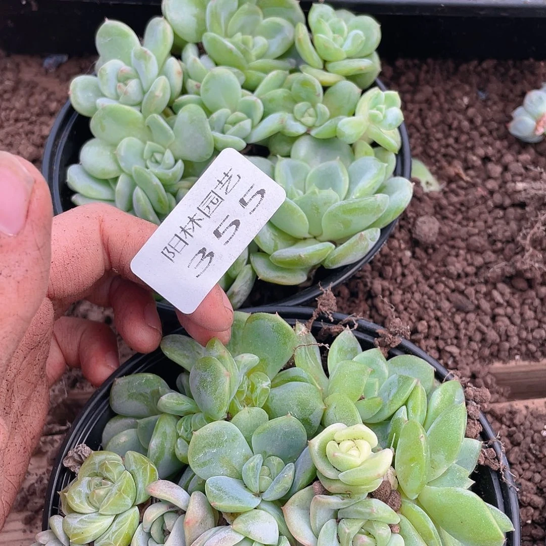 大***妮多肉植物多肉植物355