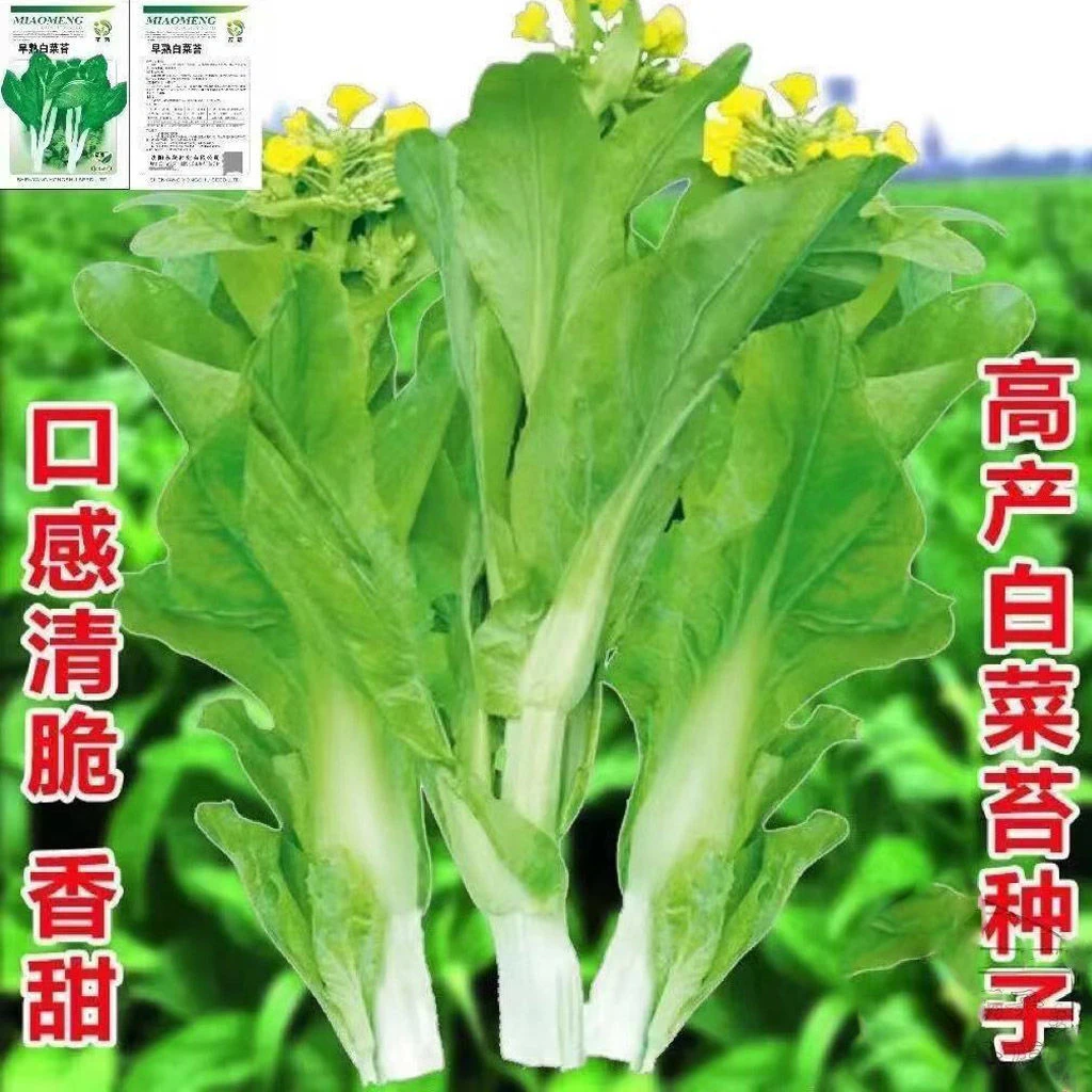 白菜苔种子早熟甜脆多芽杂交早熟高产侧芽甜软白菜苔新鲜种子