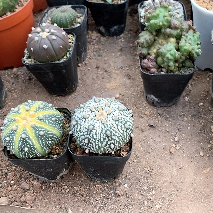 A****I333333333333333