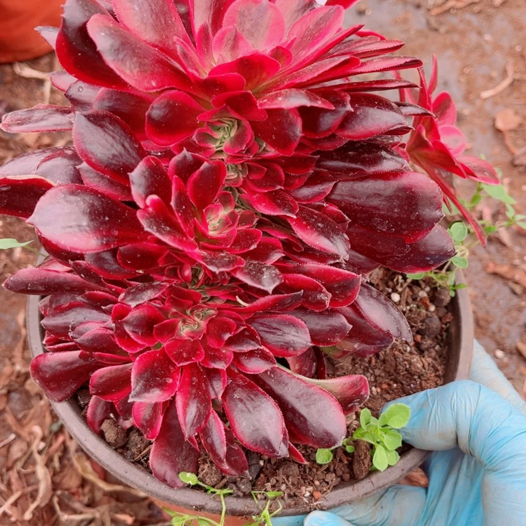 多肉植物827美杜莎