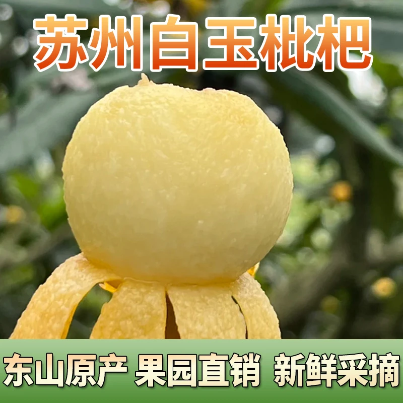 送礼精品大果正宗苏州东山白玉枇杷超甜无酸鲜甜可口产地直发礼盒