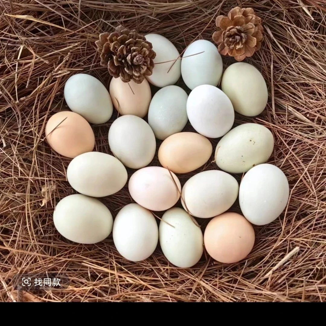 [土鸡蛋] 农村 散养鸡 土鸡蛋