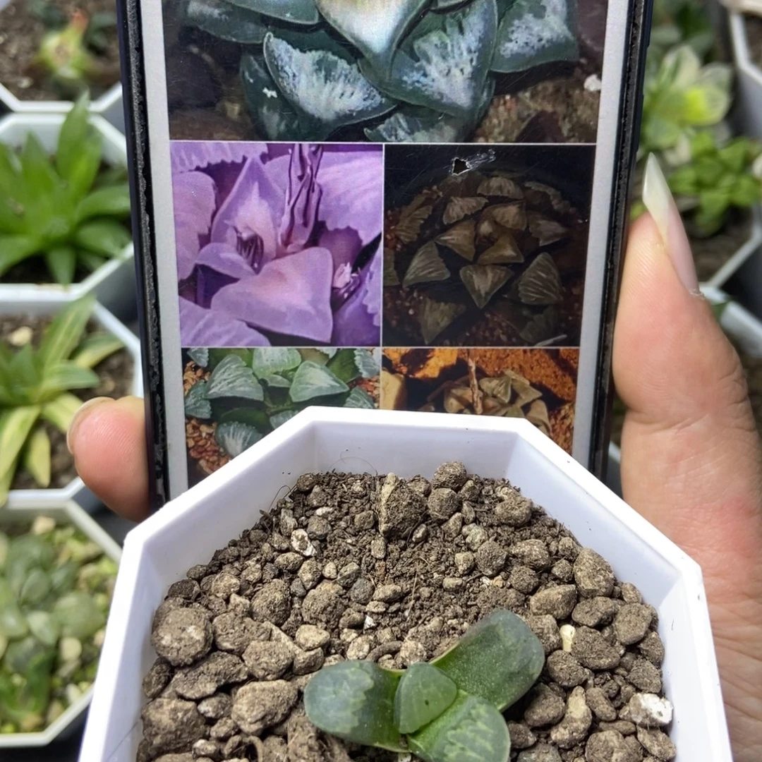 元祖白一物一拍的