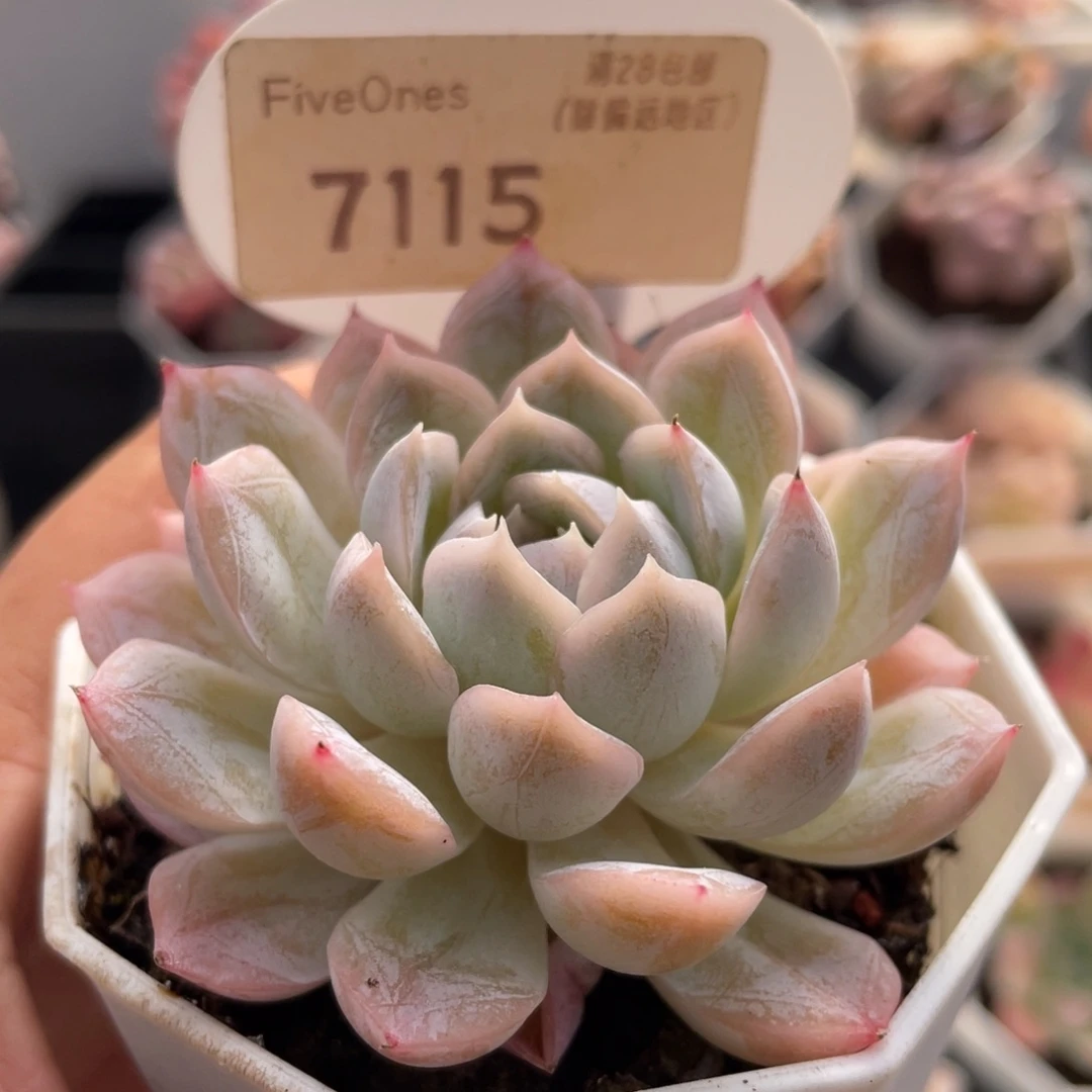 雪球7115-6.0厘米