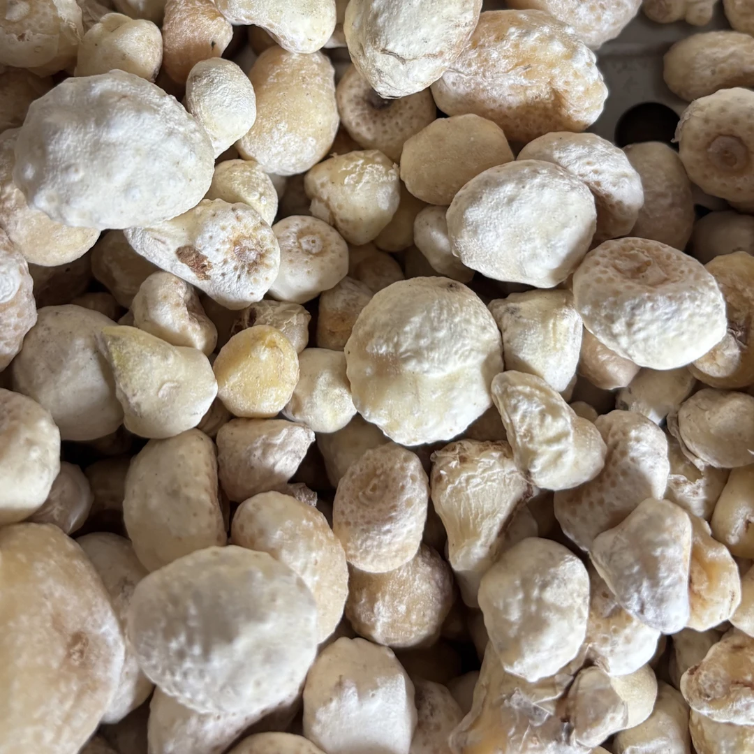 甘肃旱半厦 无流 无流  一单发500克 无加工 原生态  无制汉半下