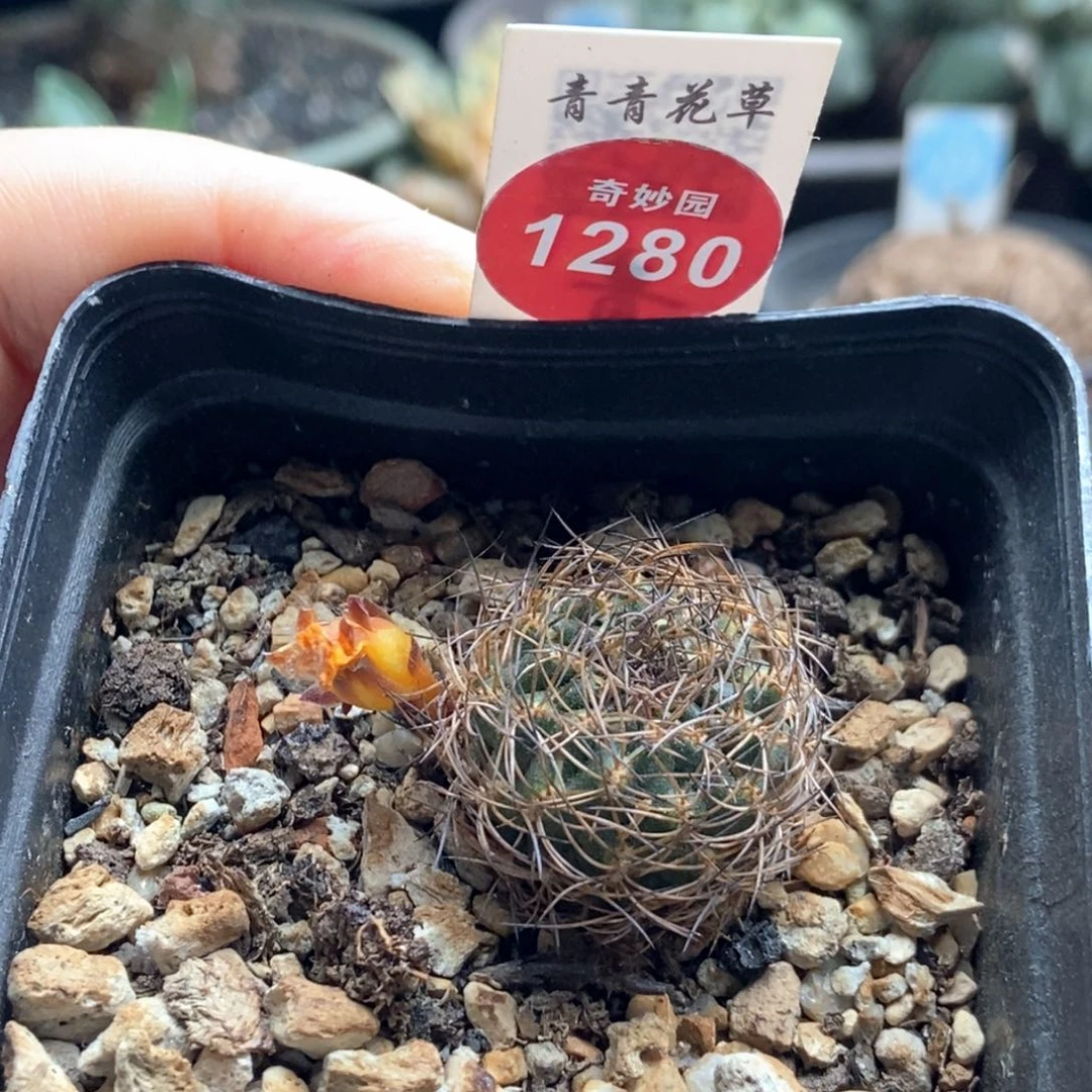 实生沟宝山一颗仙人球