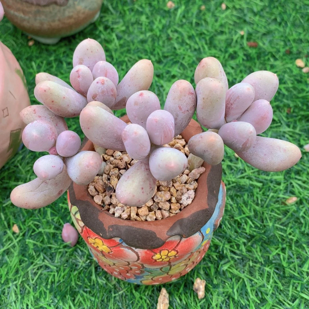 米可奶10 公分一物一拍