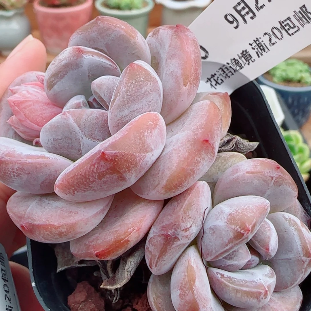 花语逸镜0927-10石榴籽星因