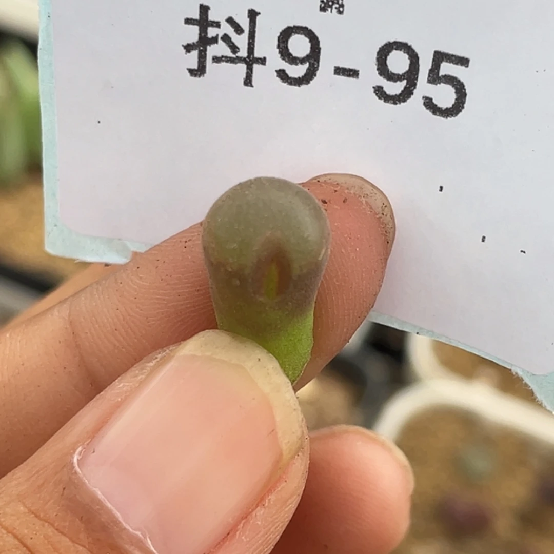 9-95风铃多肉植物