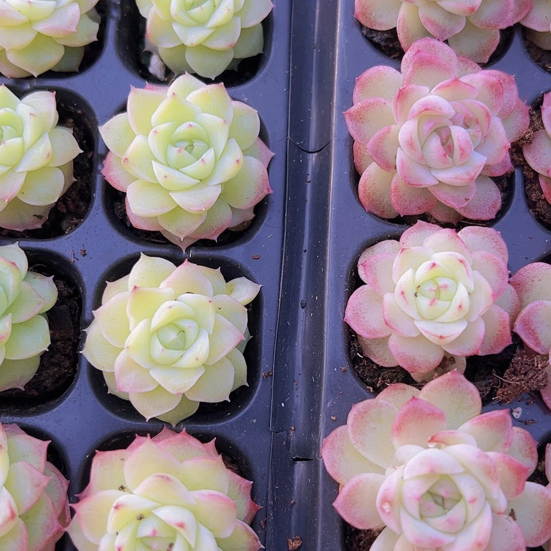 玫瑰仙子黄粉组合6颗