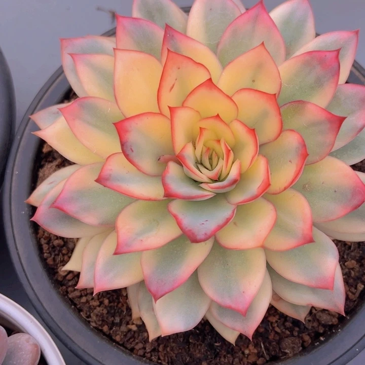 健健康康平平安安