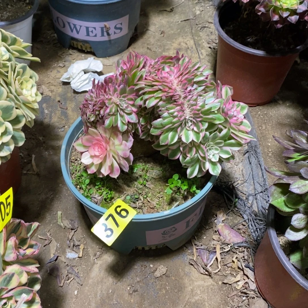 荔枝缀多肉法师376