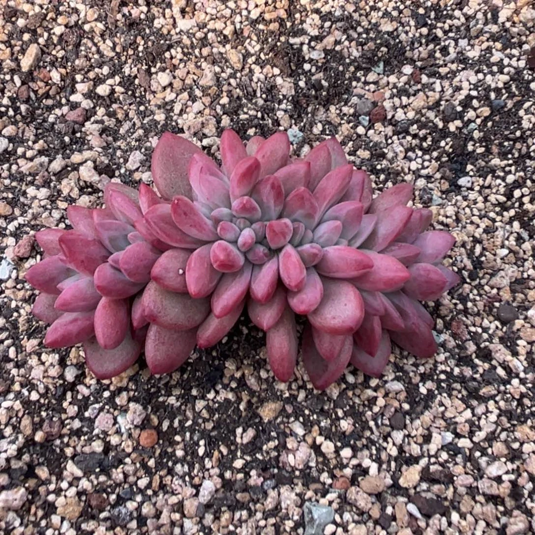 赫菲缀化一物一拍