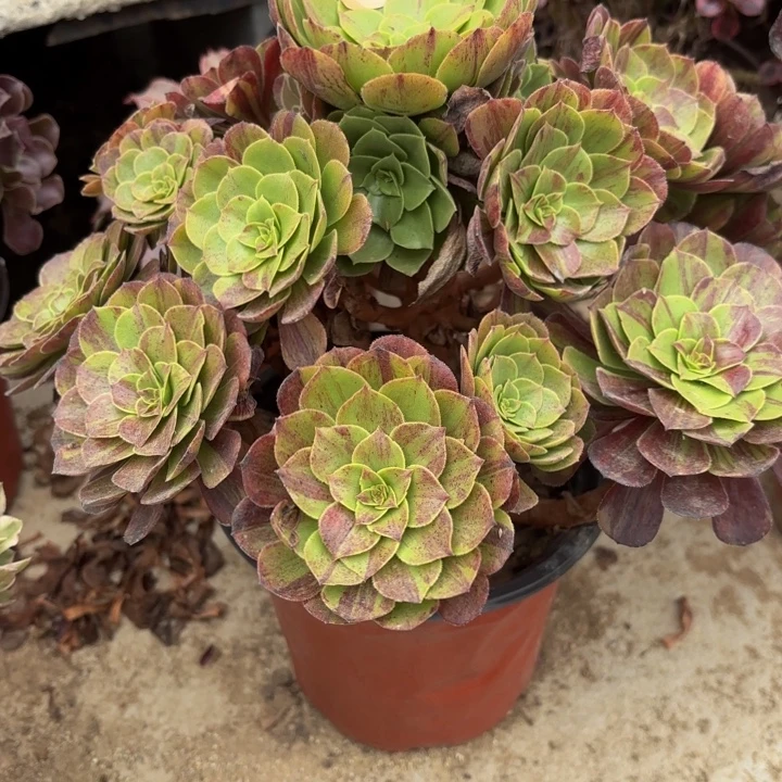 花月夜多肉处理不包断头2406