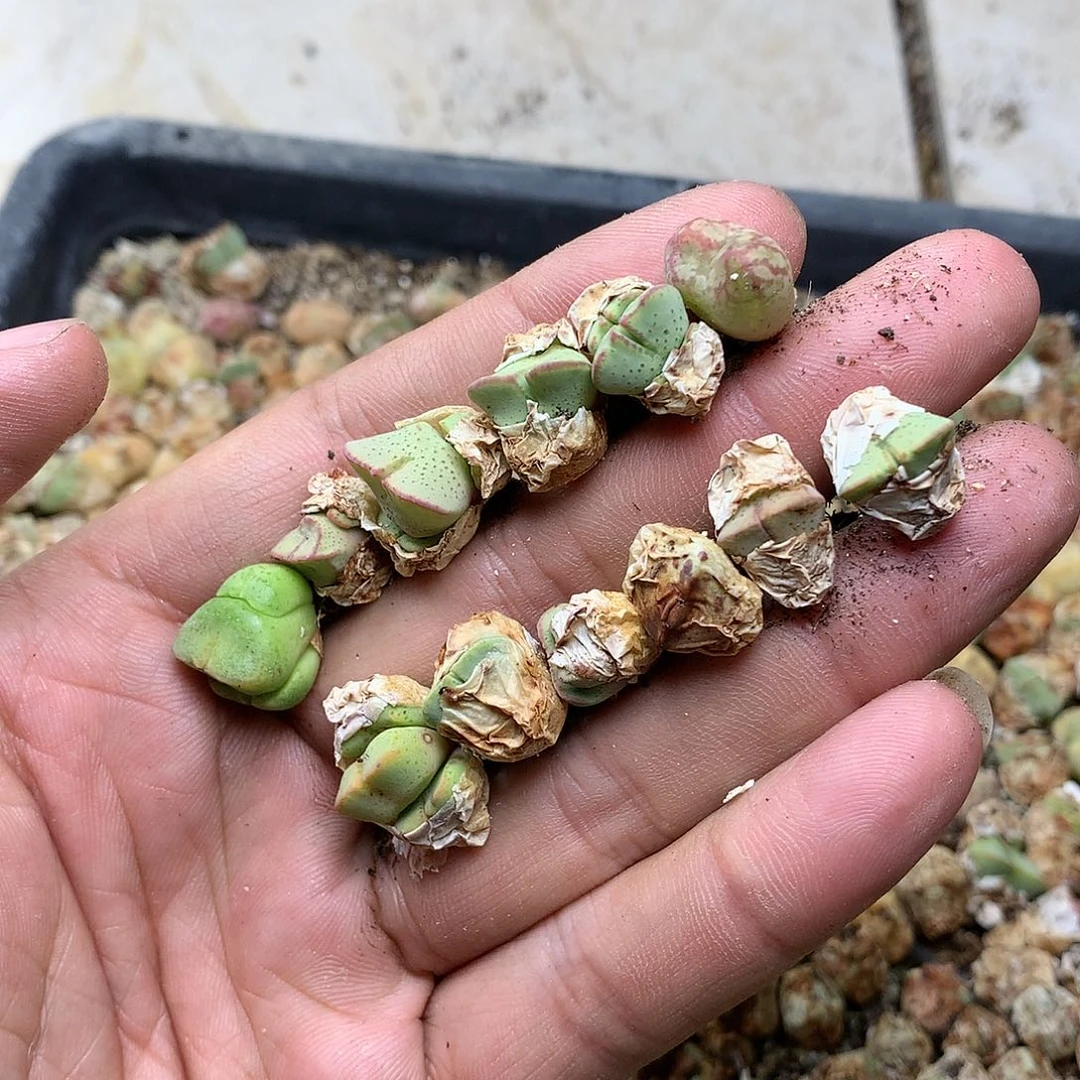 皮*T751多肉植物保护