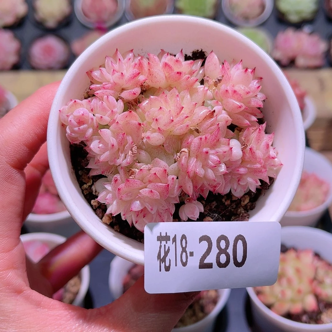 花利美18-280麦秆