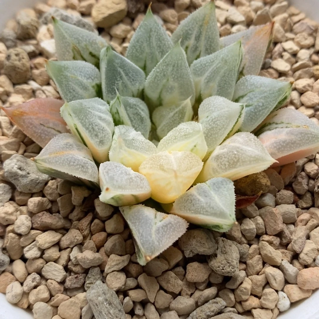 573爱心寿锦一物一拍