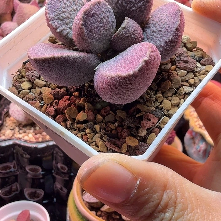 静*～换了一颗，补差价