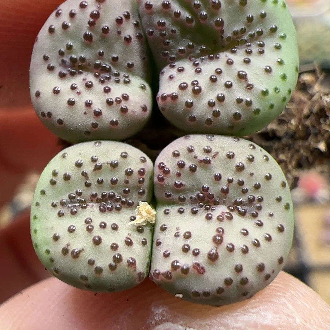 【闪购商品】214 火龙果