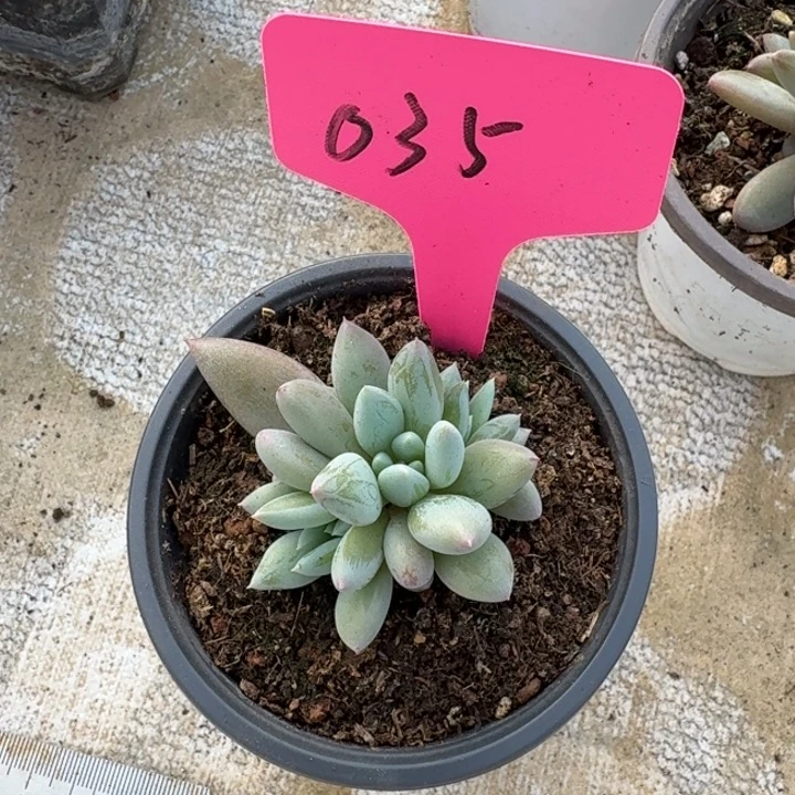 035人鱼公主新号福利价