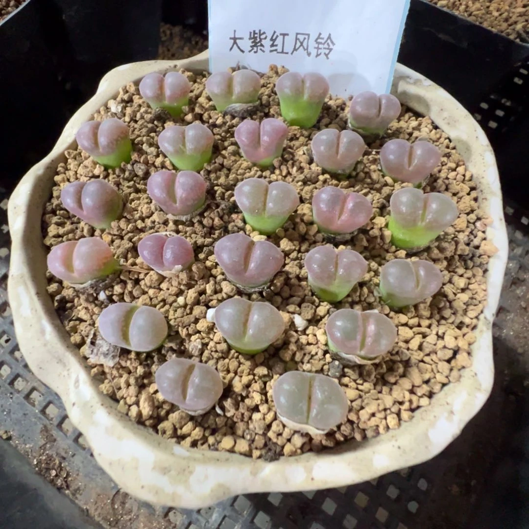 量拍大紫红风铃一颗。多肉