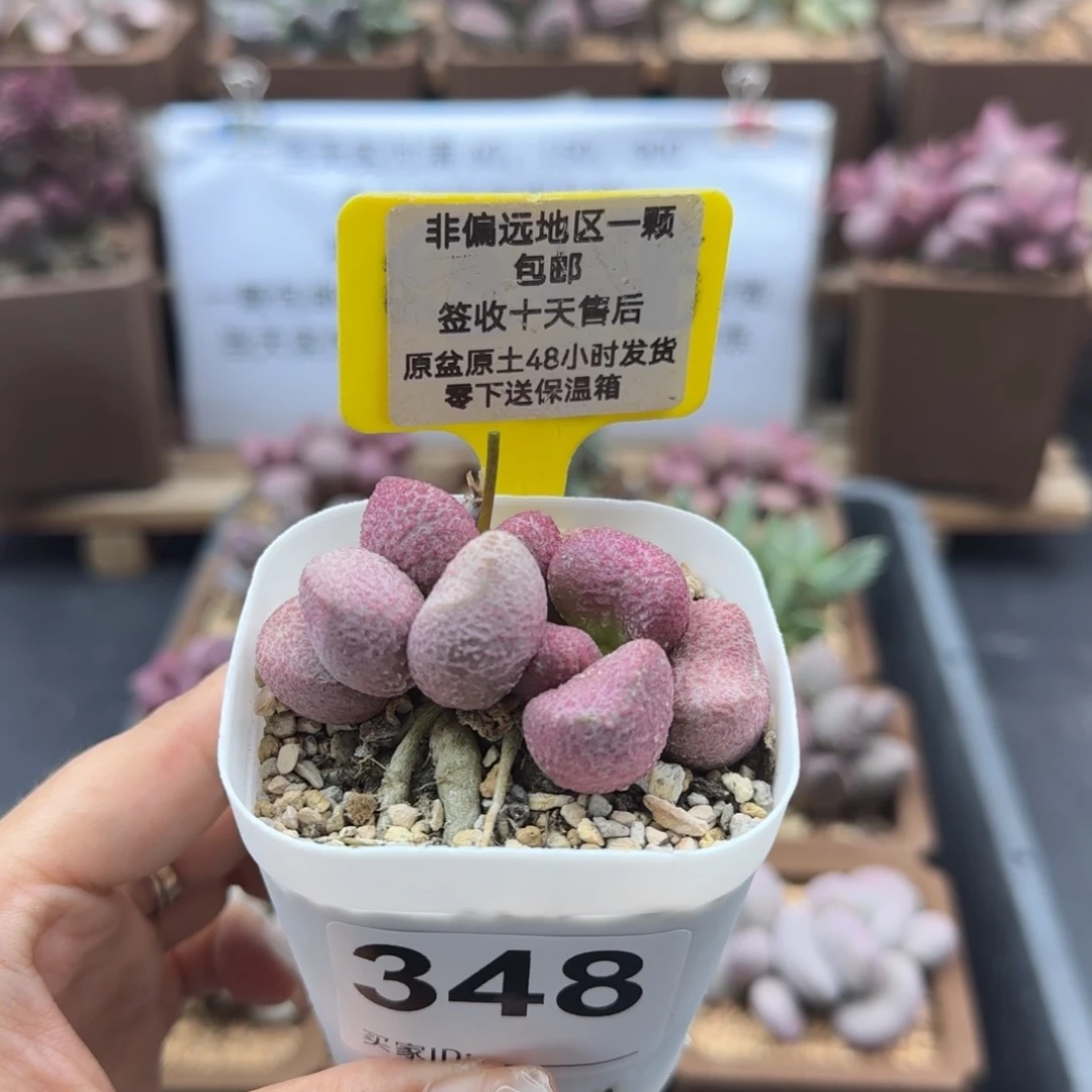348夏娃多肉植物