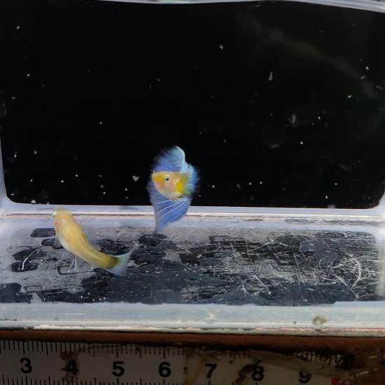 孔雀鱼欧意黄化蓝礼服一对