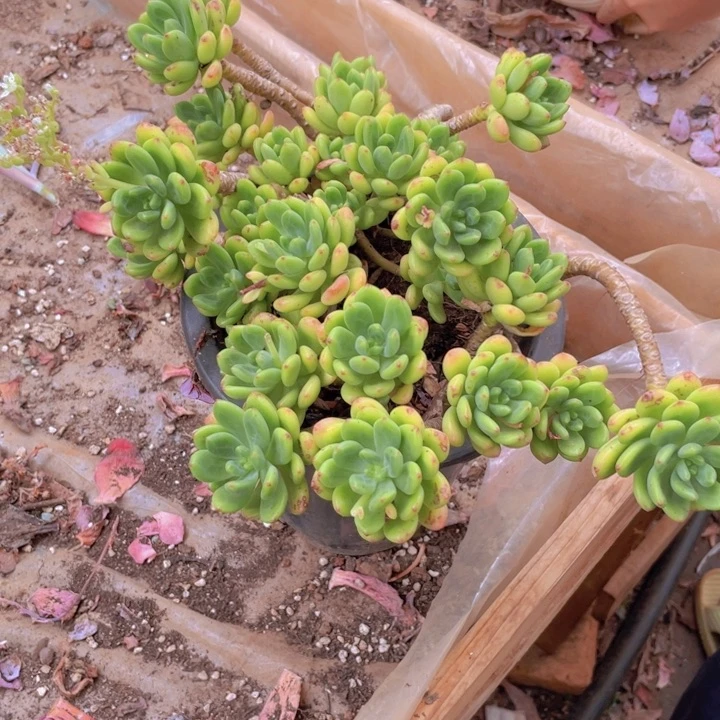*****香格里拉多肉植物