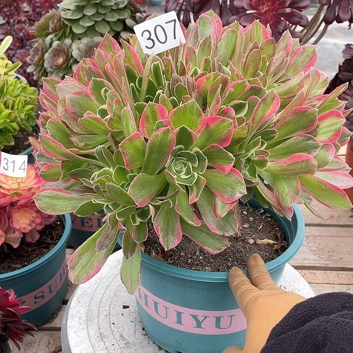 老桩307雨花石27cm
