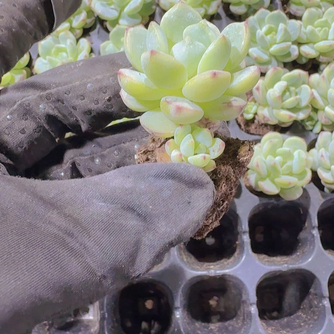 精品香草两米三颗