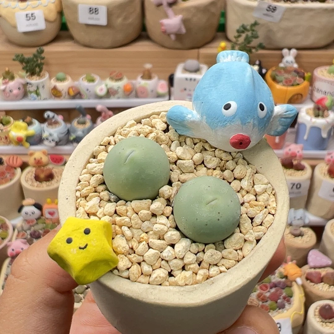 多肉植物131号鸽子蛋