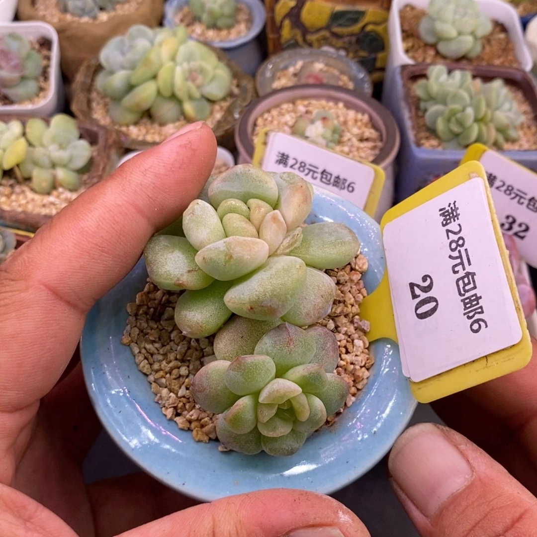 620冰玉锦双头福利老桩
