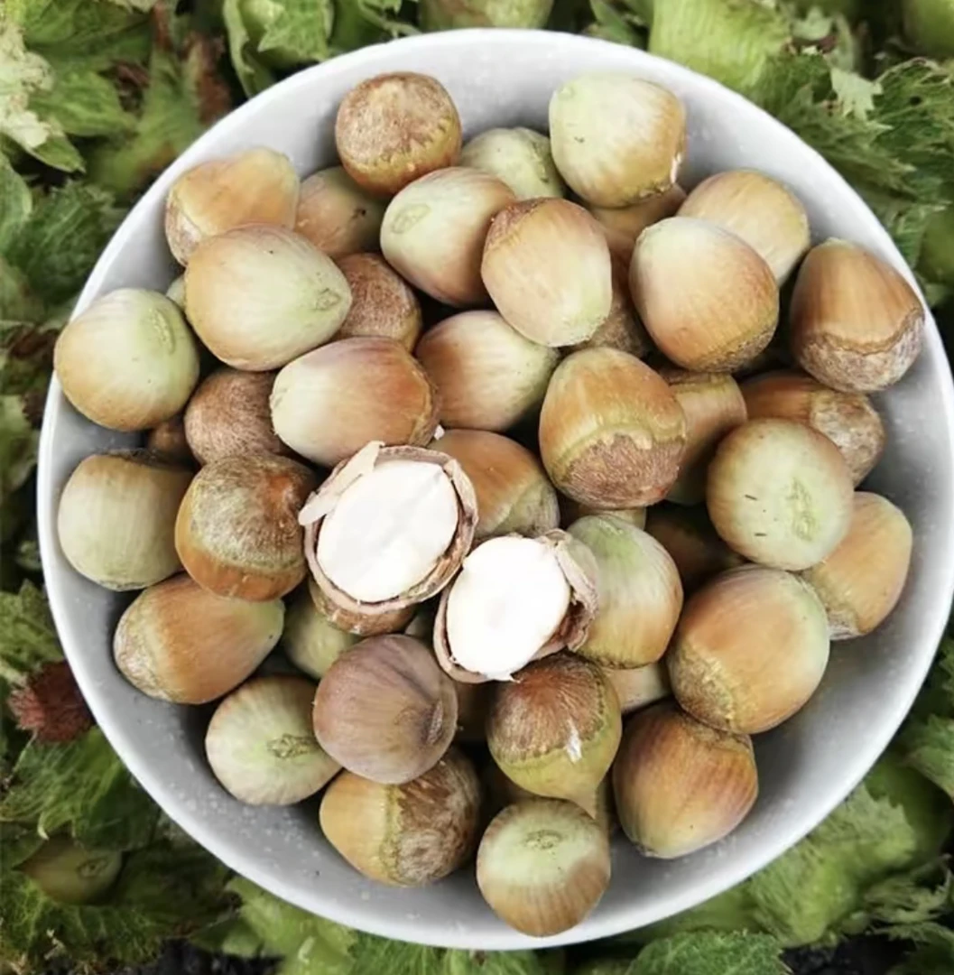 东北大果榛子，2025年新货