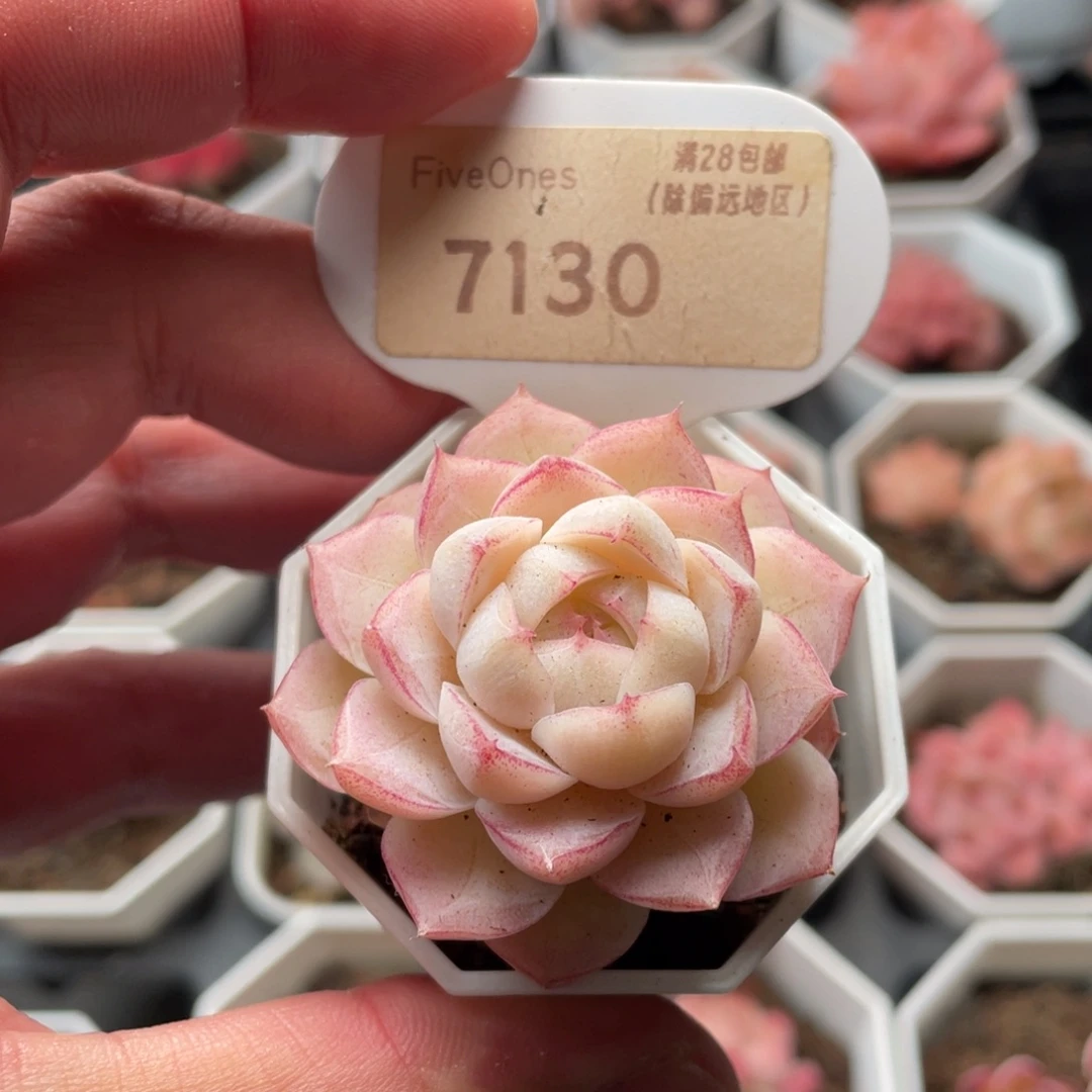 女王7130-4.5厘米