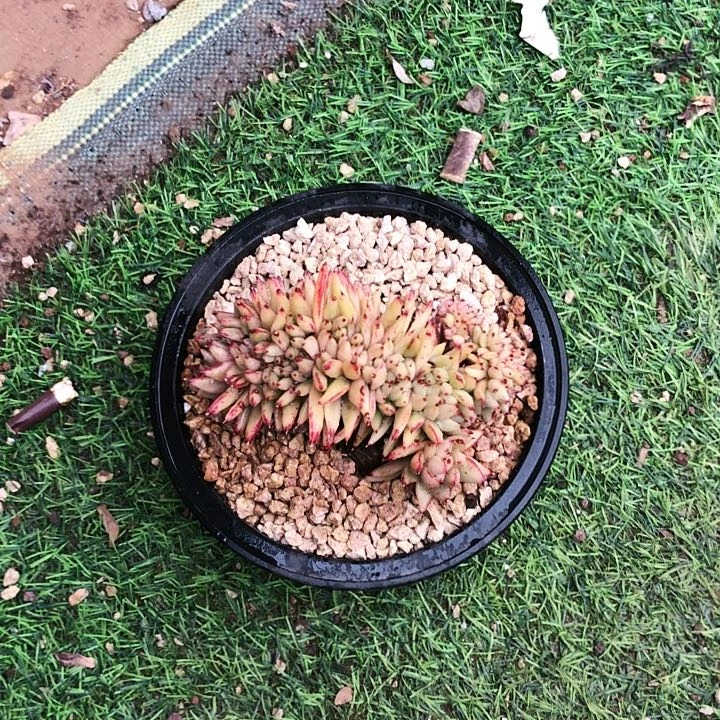 小*子口红缀化锦多肉植物