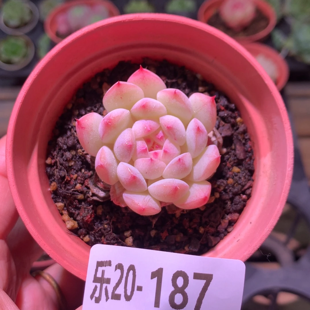 乐然20-187 白桃汽水