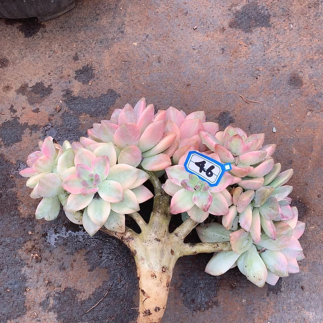 46淡雪锦缀一物一拍多肉