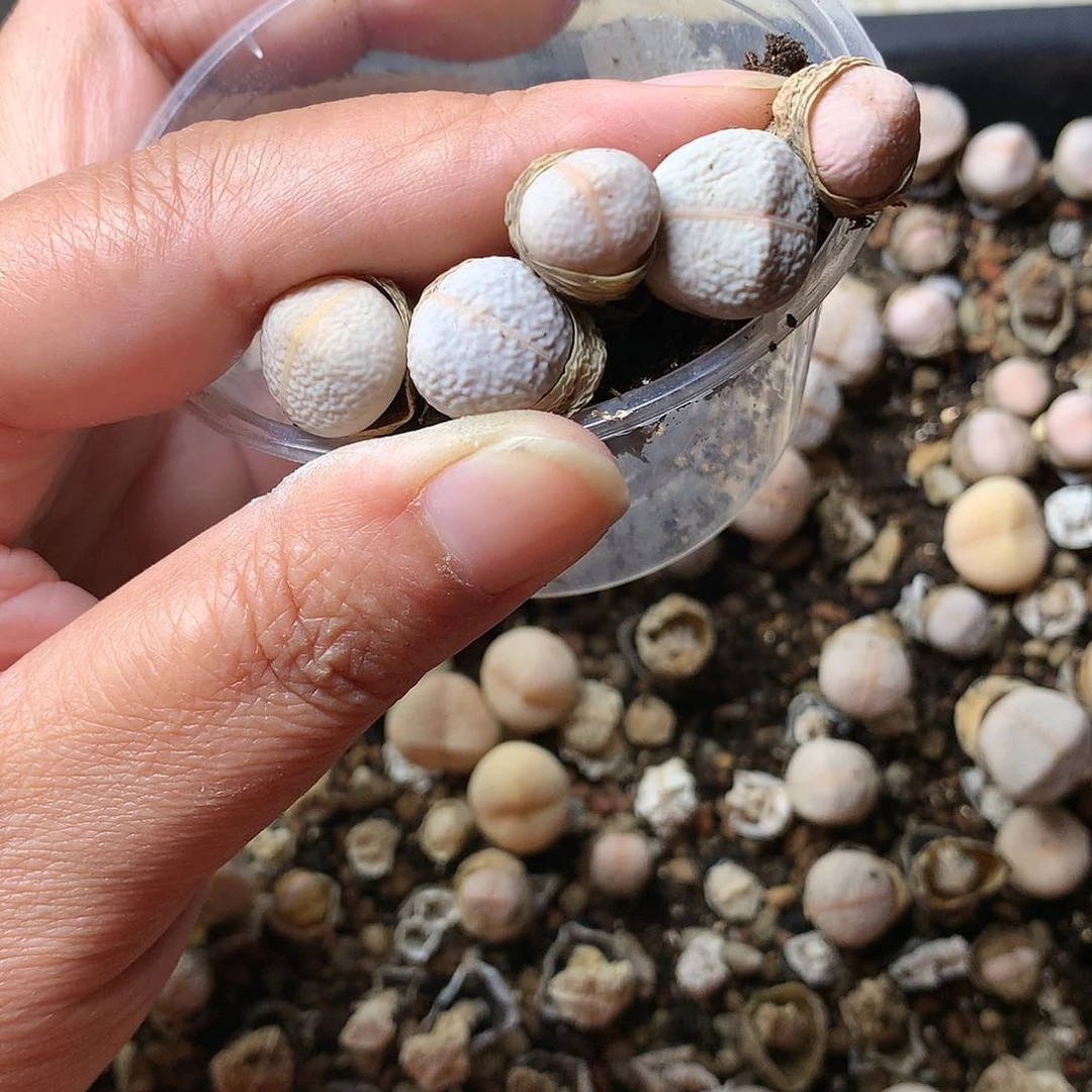 G264多肉植物保护