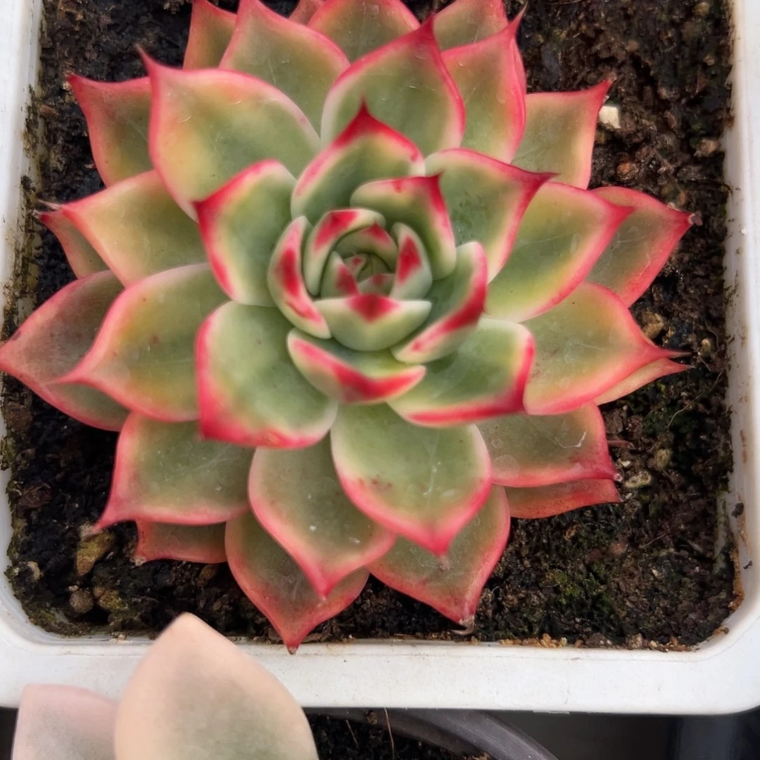 桃花锦多肉植物锦