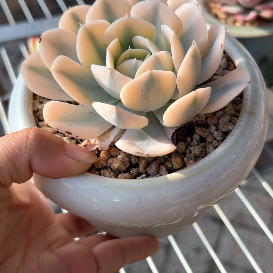 新疆包邮 鲁氏锦带盆