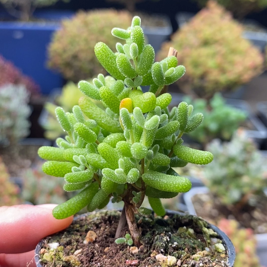 2358金桔糖球 。