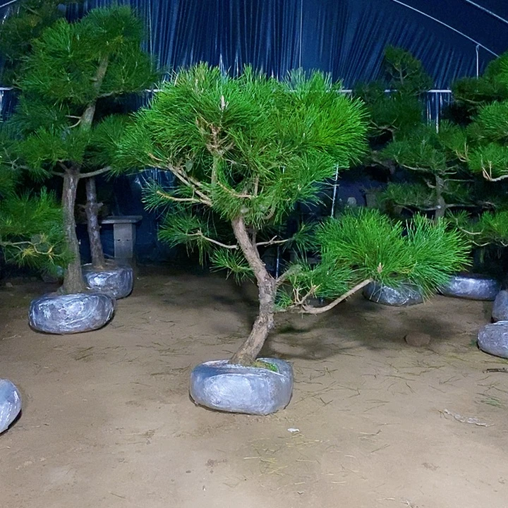 完全开放黑松盆景素材实物