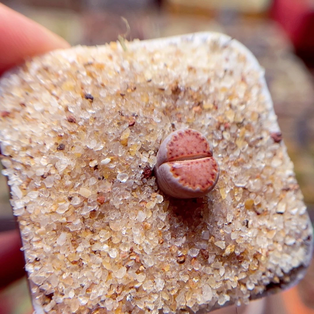 328号带盆包邮发货