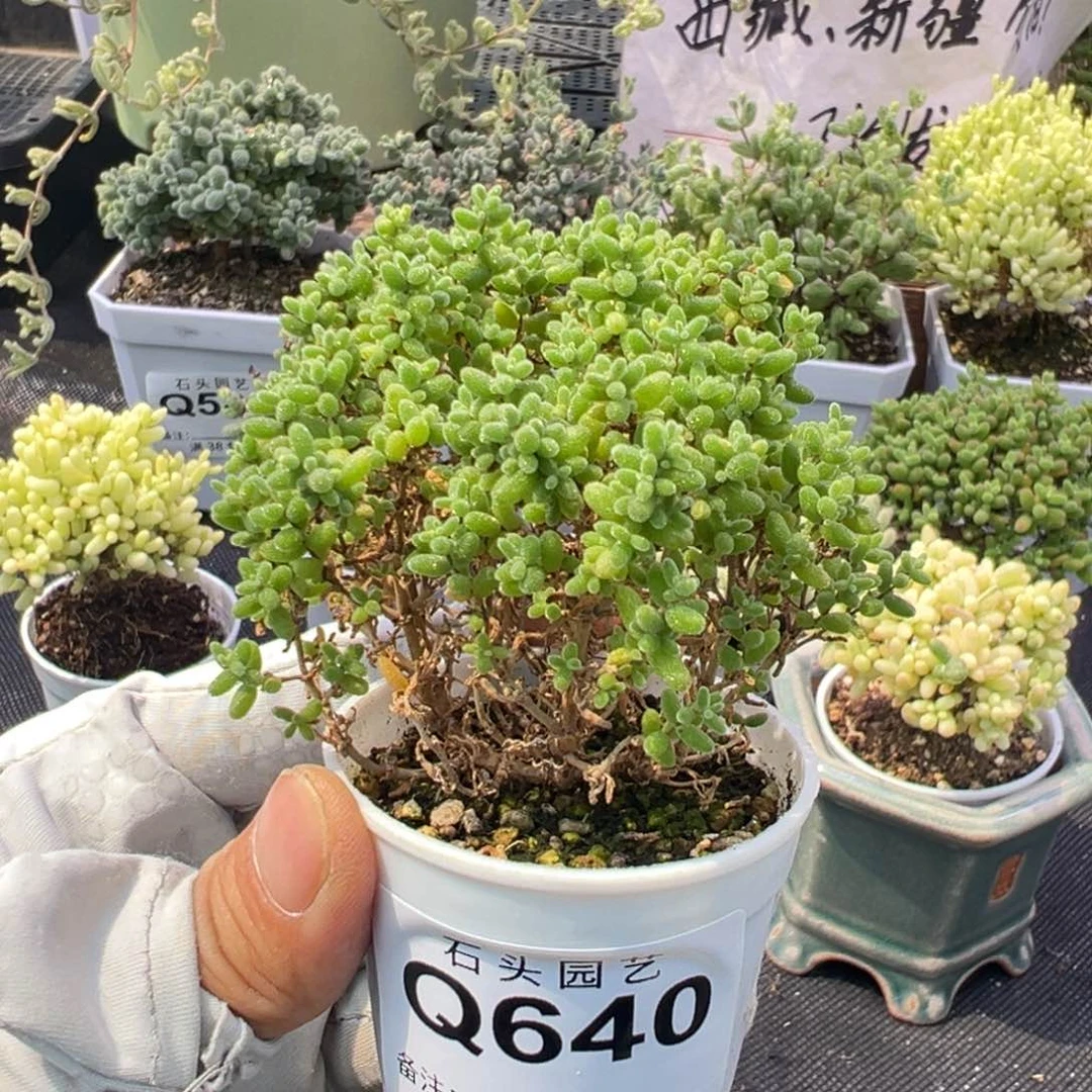 多肉植物枝干小小米1颗