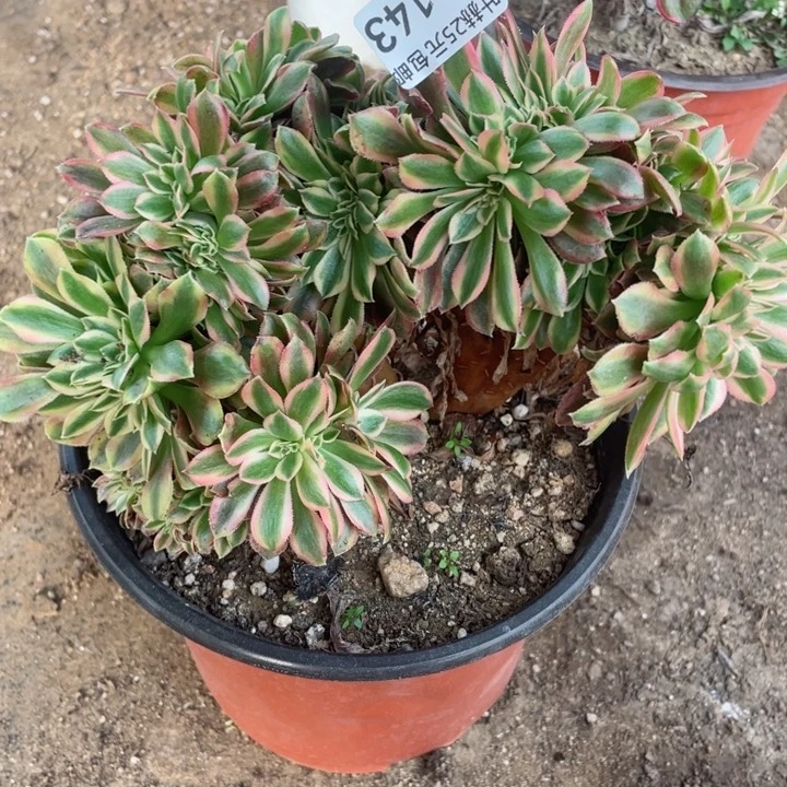 143红秀缀12345678