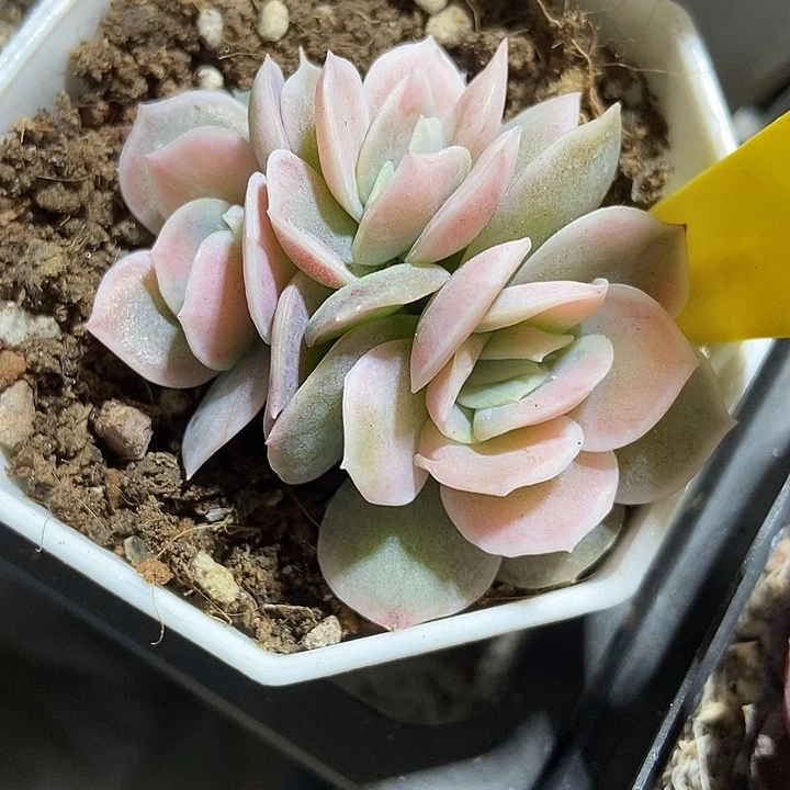 多肉植物蓝色今昔锦614