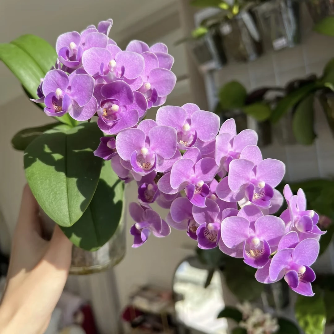 植趣花卉【欧洲小蓝】3.0寸加高苗 抽剑苗