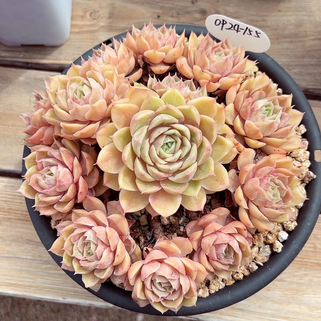 0924-155昂斯诺手捧