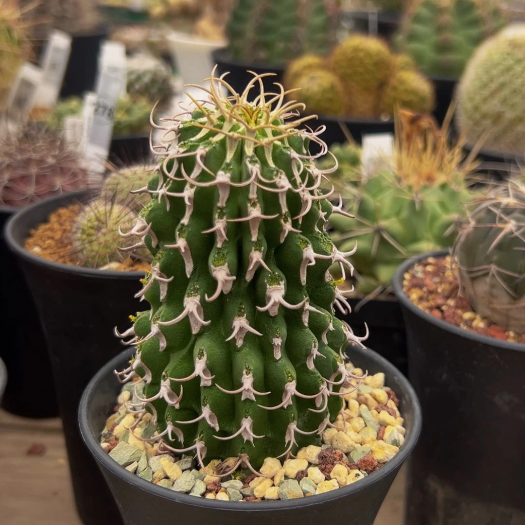 牛角麒麟多肉植物带盆土